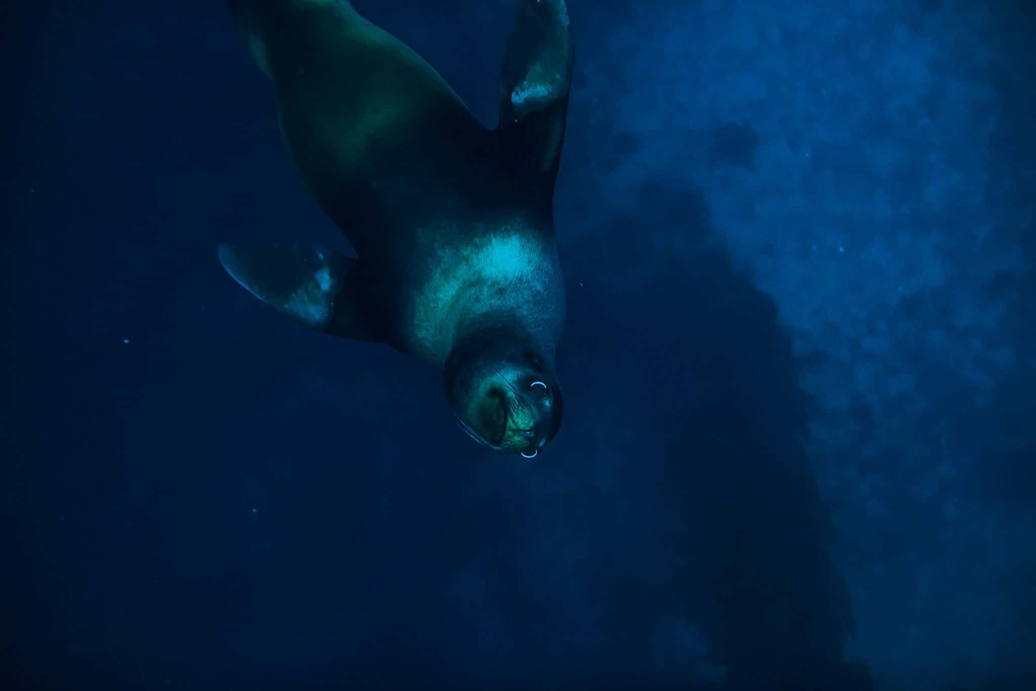 Catalina